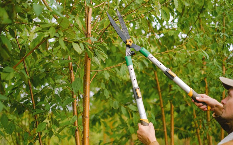 Tree trimming in Whitelaw, WI