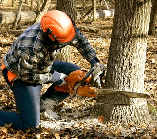 Tree Removal in Whitelaw, WI